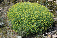 Euphorbia spinosa